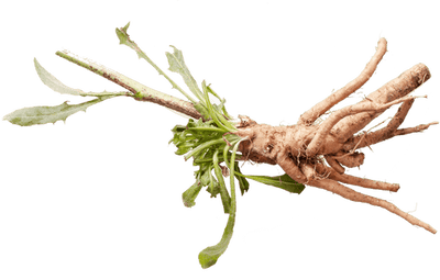 Inulin chicory root